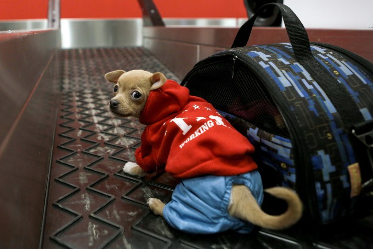 Собака в самолете