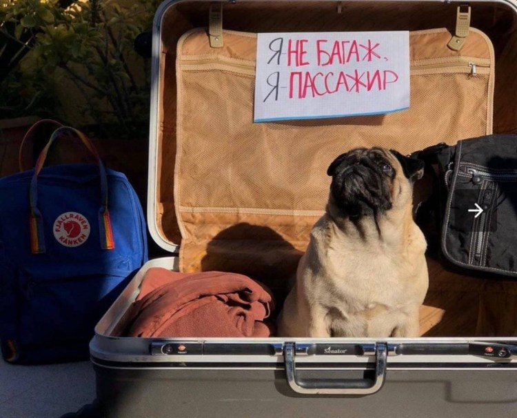 Багажный отсек для животных