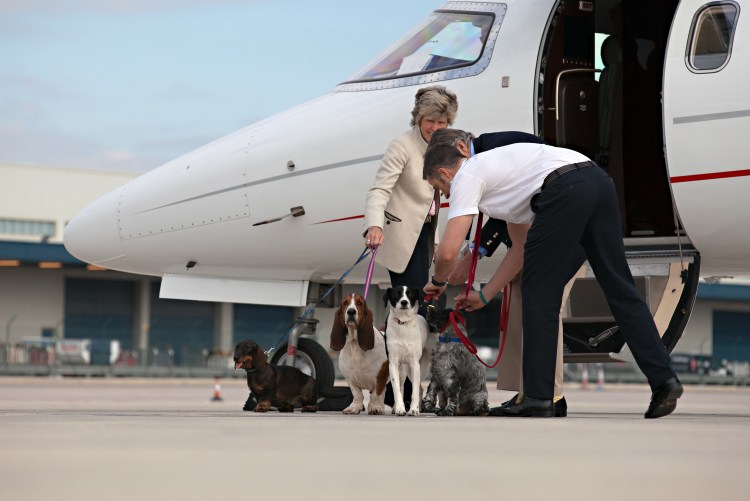 Животные в салоне самолета