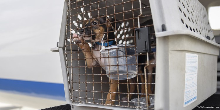 Собака в самолете