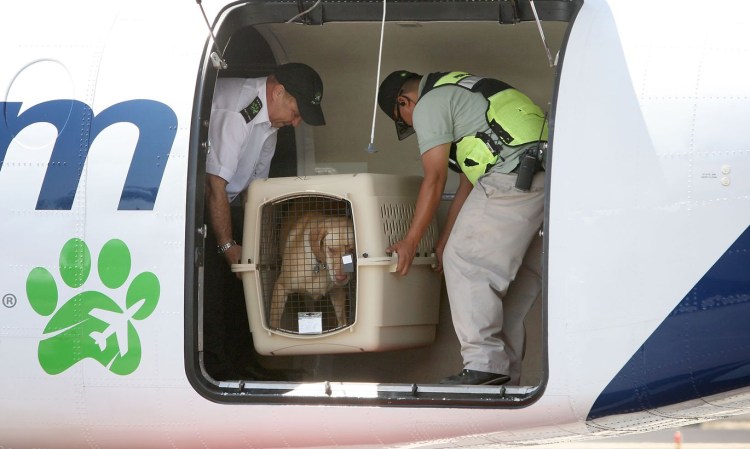 Авиаперевозка животных