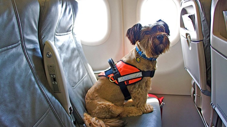 Собака в самолете