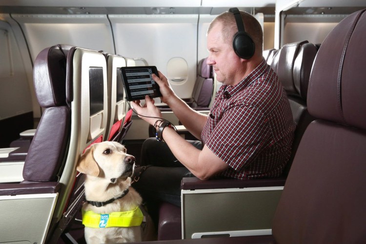 Собака в салоне самолета