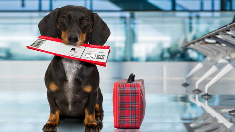 Авиаперевозка животных