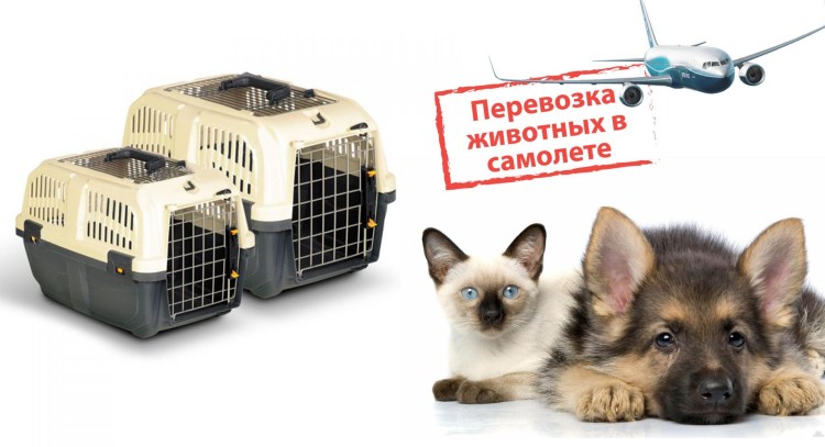 Отсек для животных в самолете