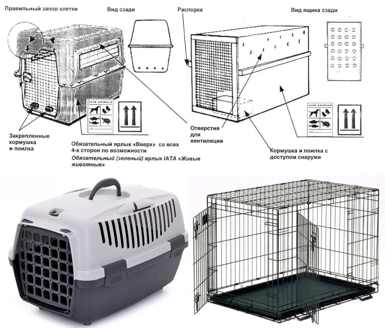 Собака в салоне самолета