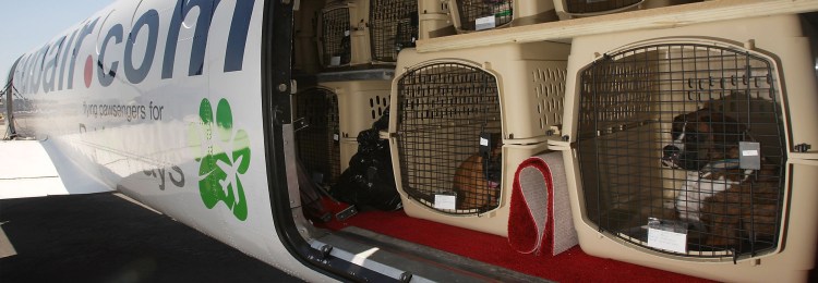 Перевоз животных в самолете