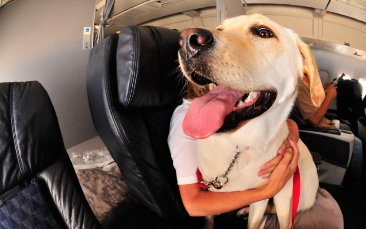 Отсек для животных в самолете