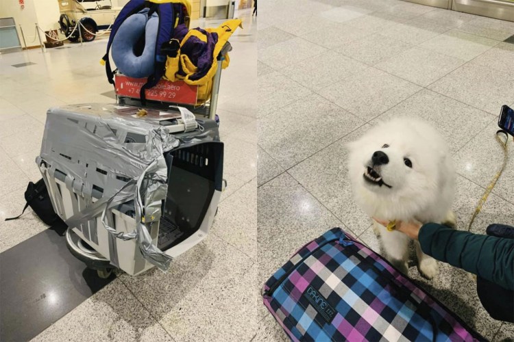 Правила провоза животных