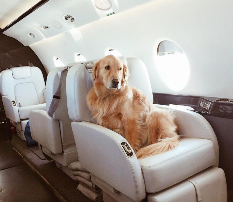 Перевоз животных в самолете