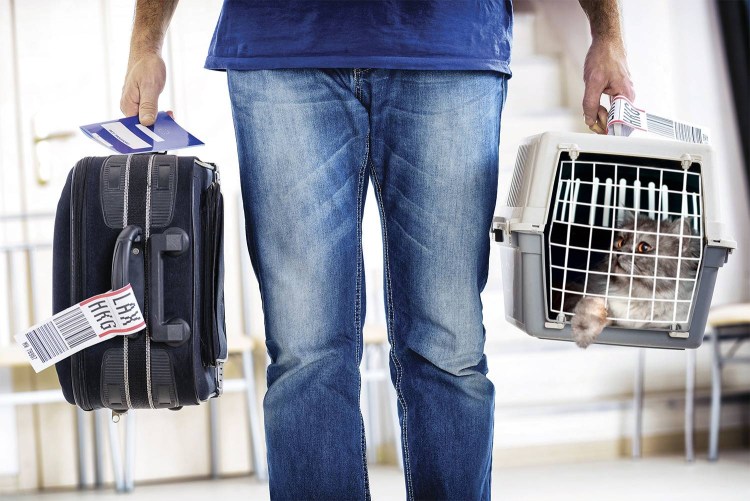 Собака в самолете