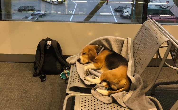 Путешествие с собакой на самолете