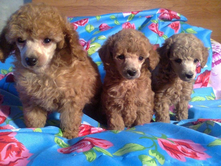 Карликовый пудель