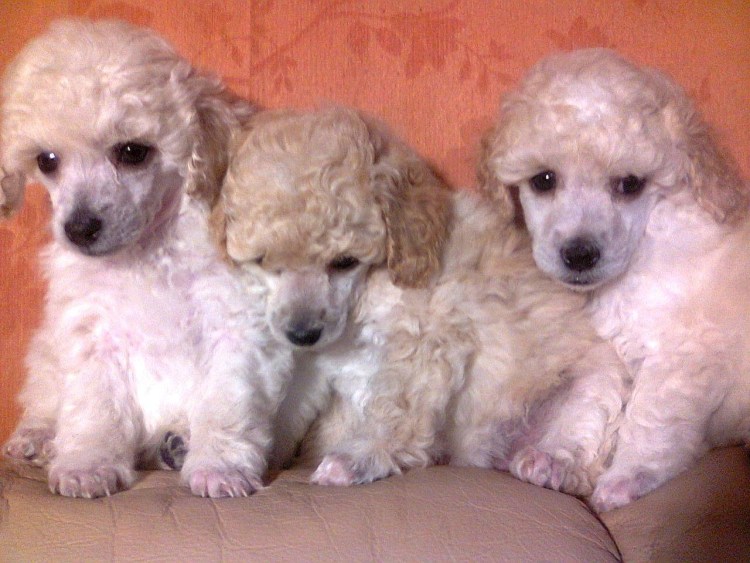 Карликовый длинношерстный пудель