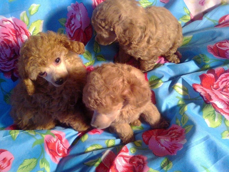 Пудель карликовый абрикосовый