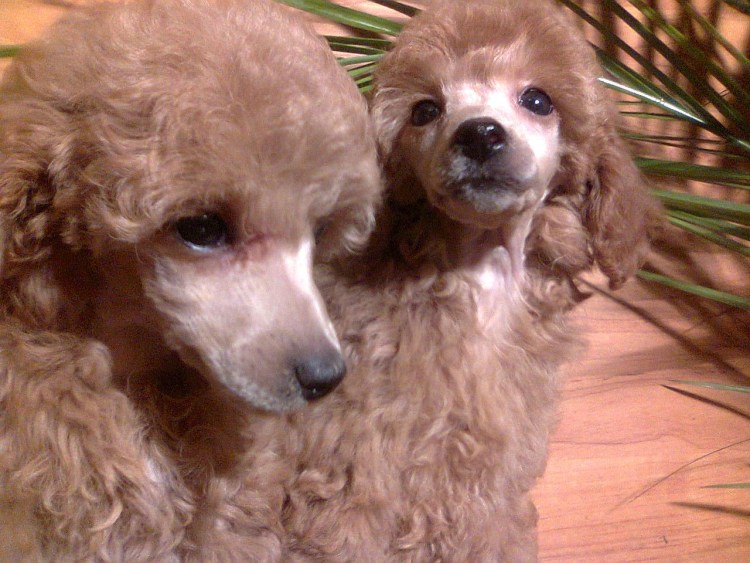 Карликовый пудель Холли