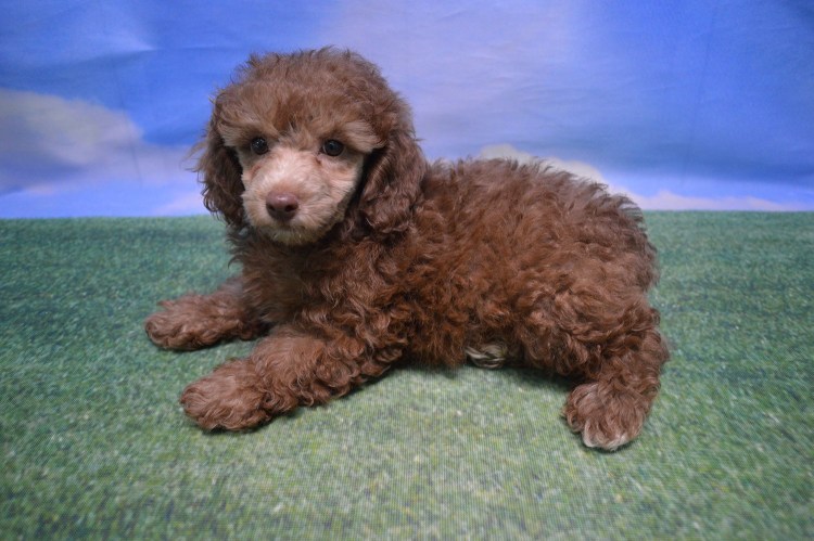 Японский карликовый пудель