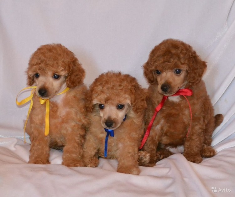 Карликовый пудель рыжий