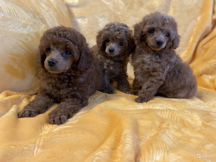 Той пудель расцветки