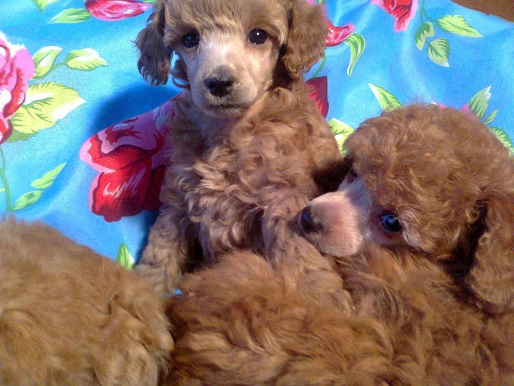 Карликовый пудель персиковый