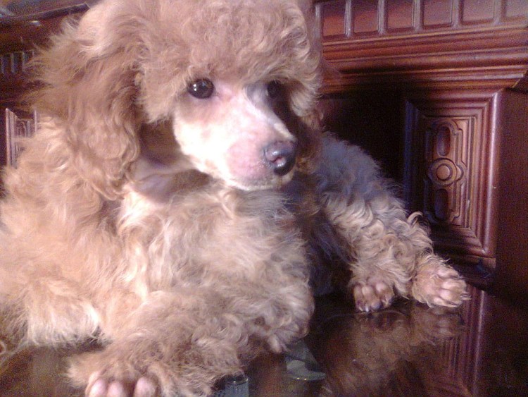 Карликовый пудель окрасы