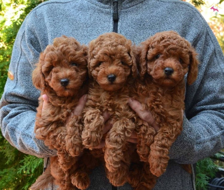 Карликовый пудель мальтипу