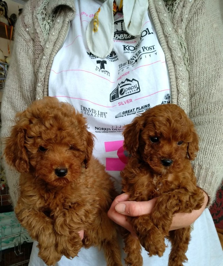 Пудель Фантом