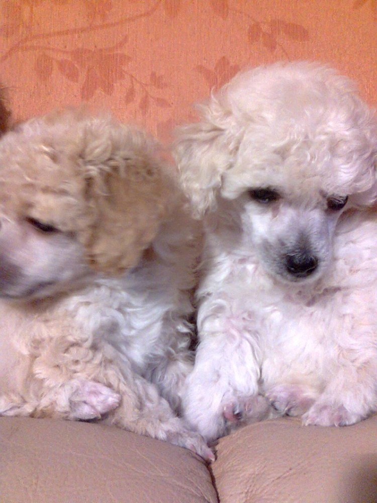 Карликовый пудель красный