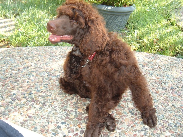 Карликовый пудель черный