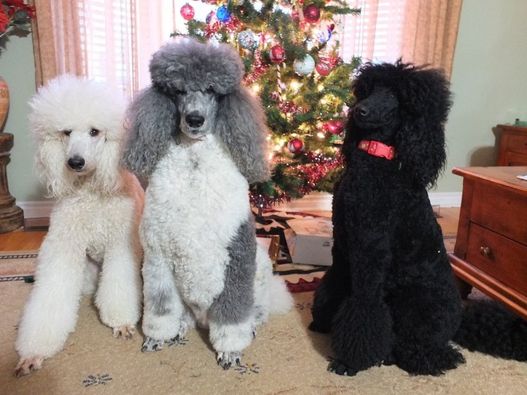 Той пудель красный