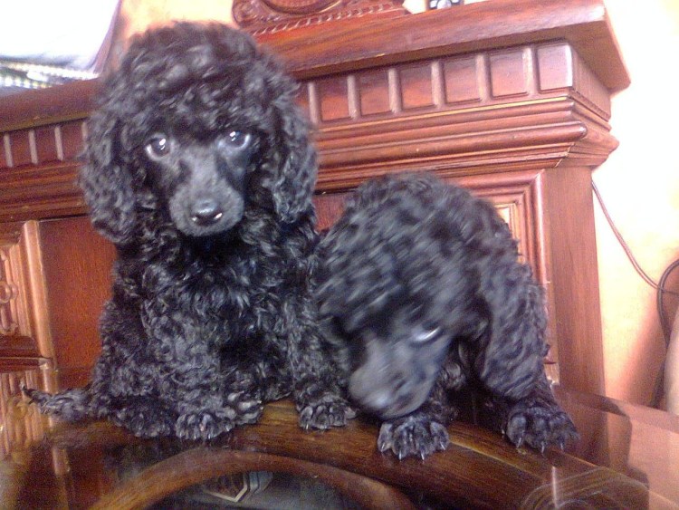 Той пудель черный