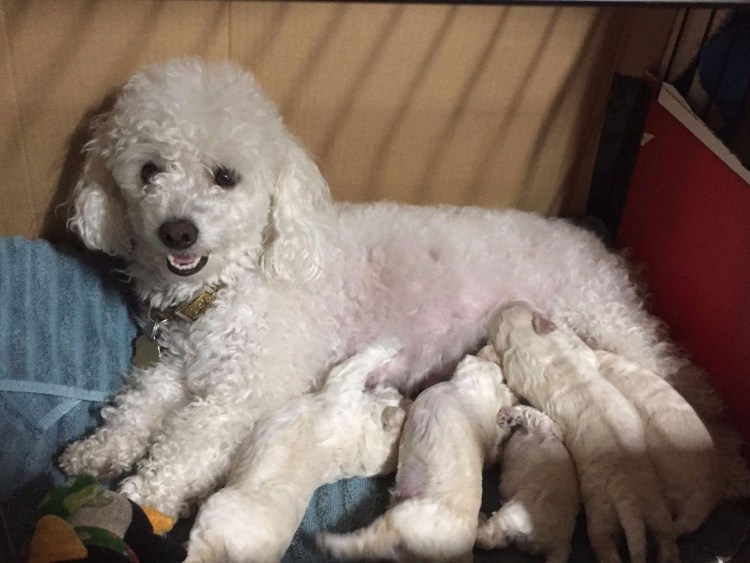 Карликовый пудель белый