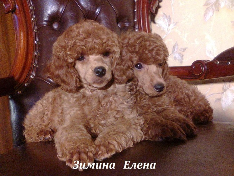 Пудель карликовый марилд