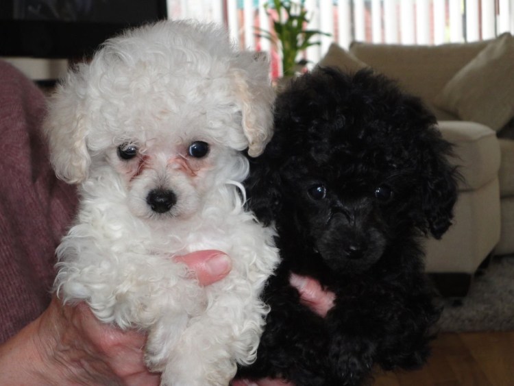 Пудель карликовый черный окраса