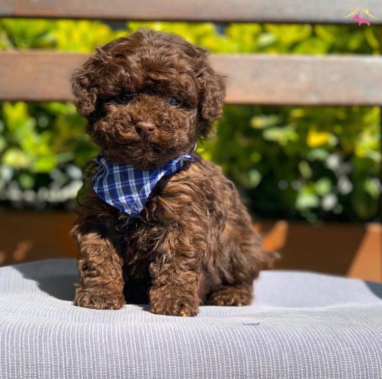 Той пудель персиковый