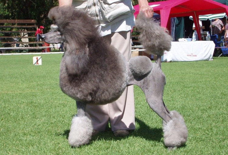 Карликовый пудель пудель