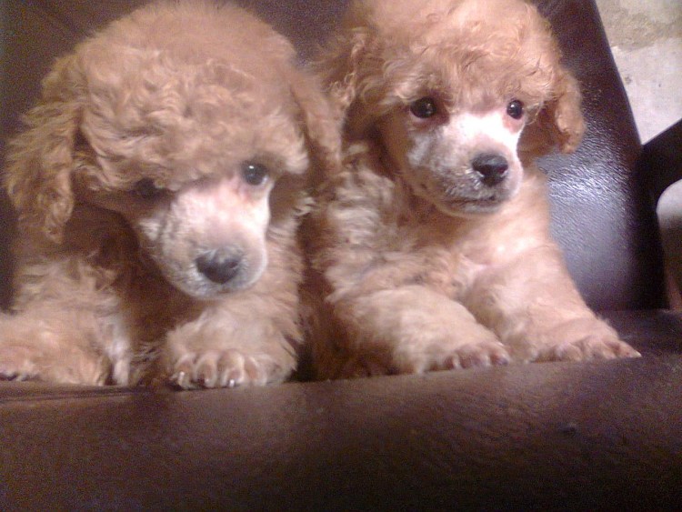 Карликовый пудель окрасы