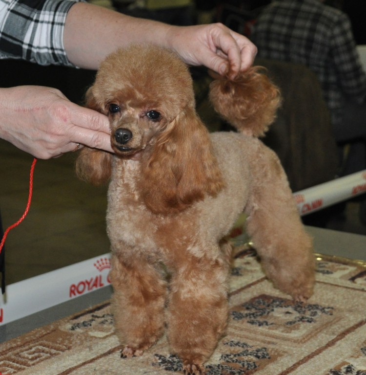 Малый пудель нестриженный