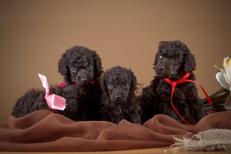 Карликовый пудель окрас Соболь