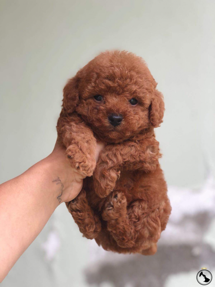 Пудель Арлекин