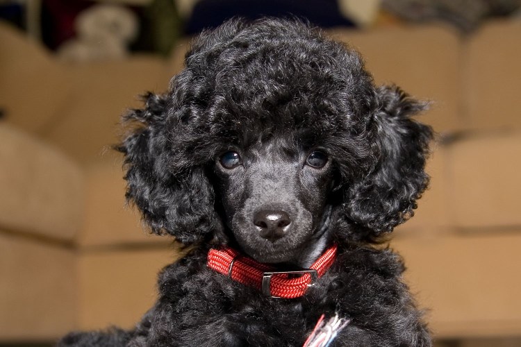 Карликовый пудель черный