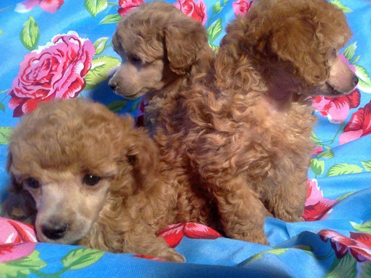 Карликовый пудель абрикос