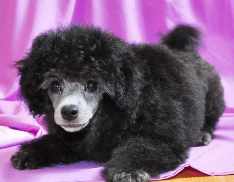 Карликовый пудель шоколадный