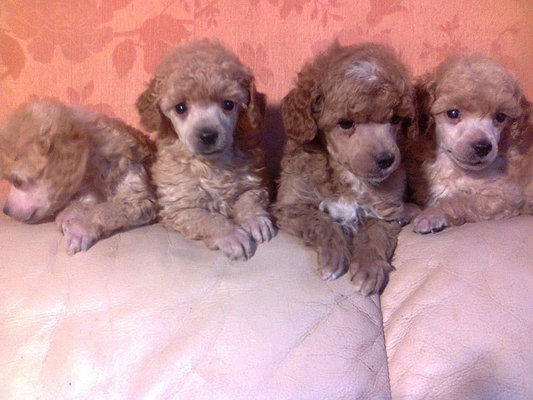 Карликовый пудель