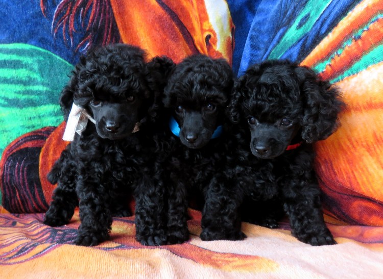 Пудель карликовый абрикосовый