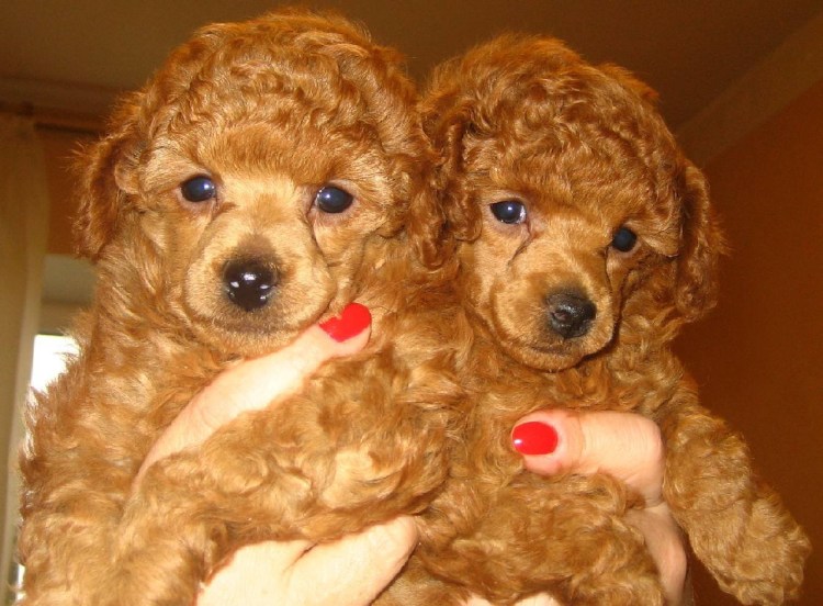 Карликовый пудель терьер