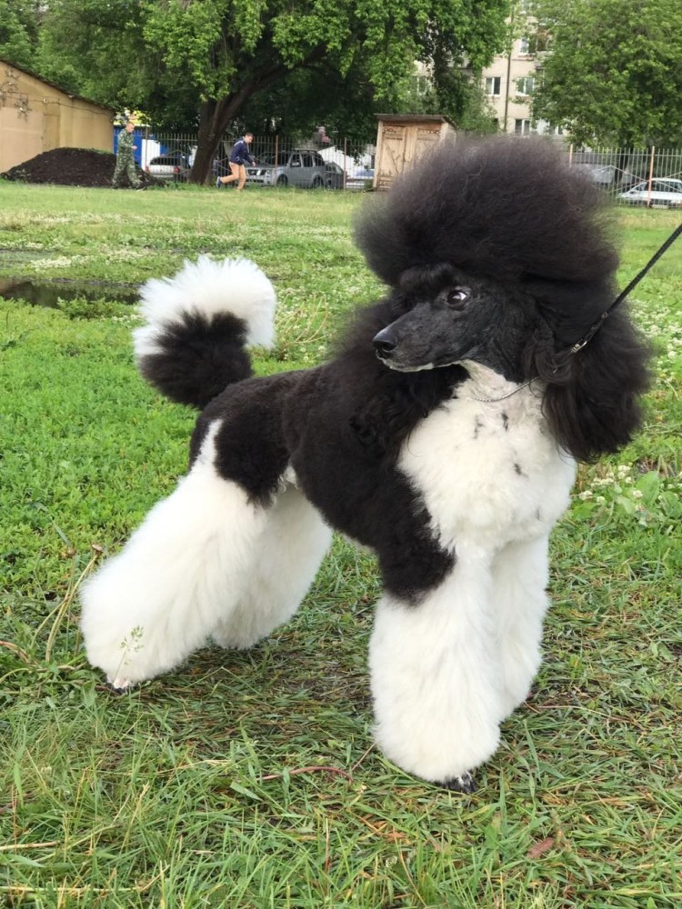 Пудель порода собак