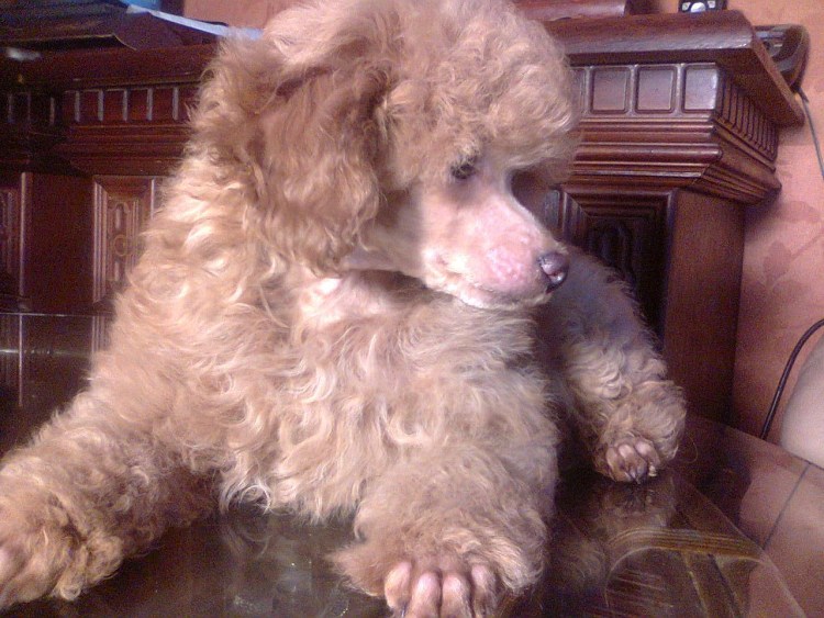 Карликовый пудель абрикосовый окрас