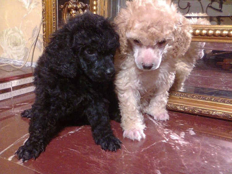 Малый той пудель