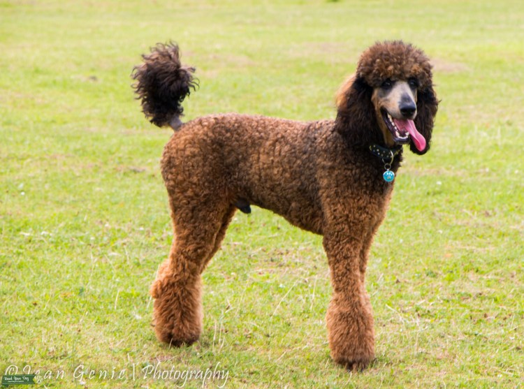 Королевский пудель нестриженный